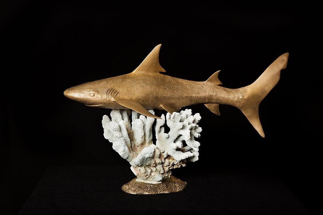 Black Tipped Reef Shark on Coral-sculpture