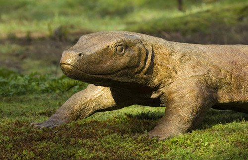 Komodo Dragon-sculpture