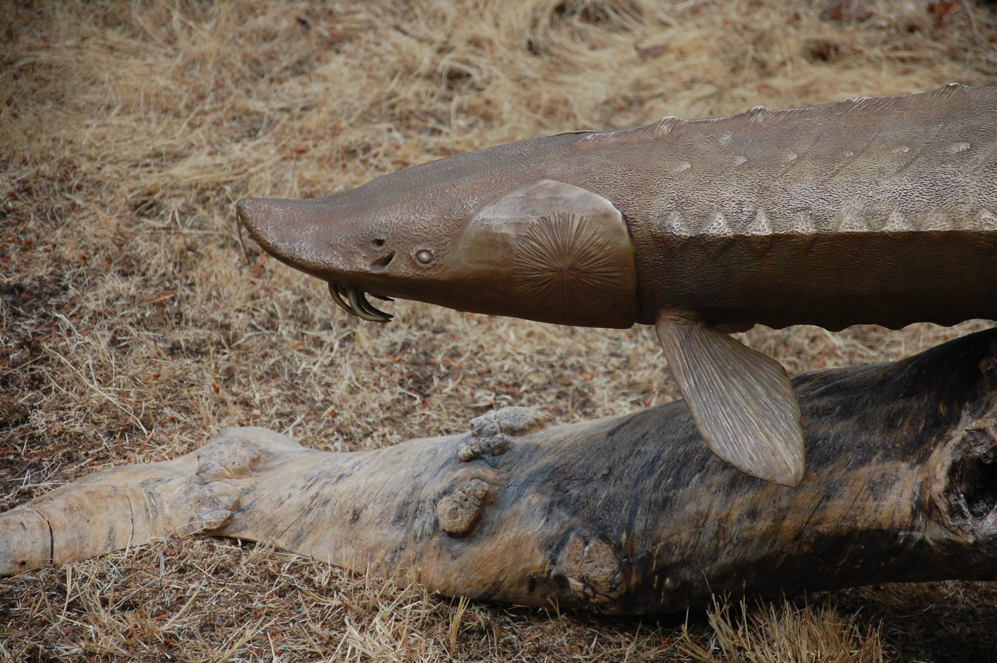 Large Sturgeon-sculpture