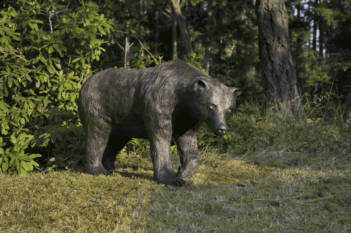 Bears Gallery