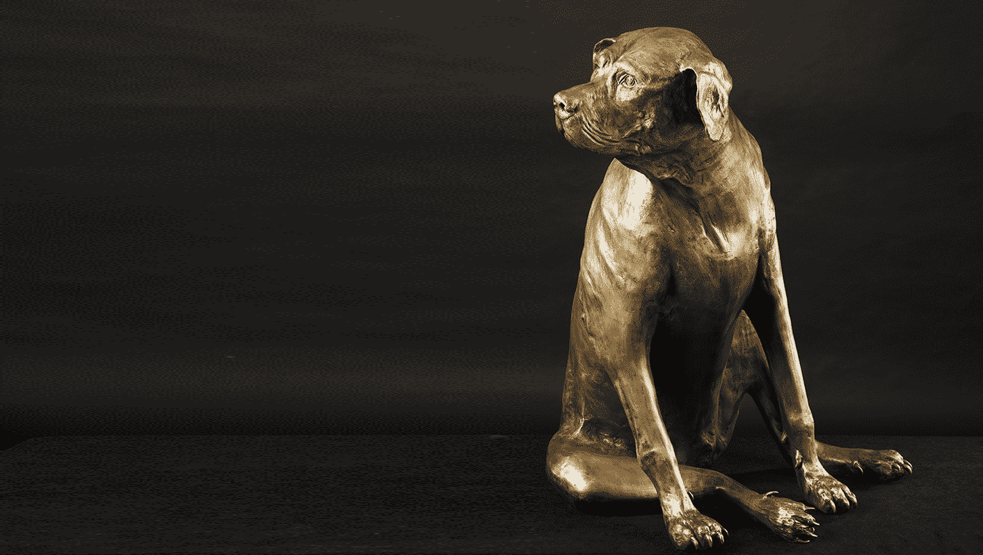 Dogs Gallery