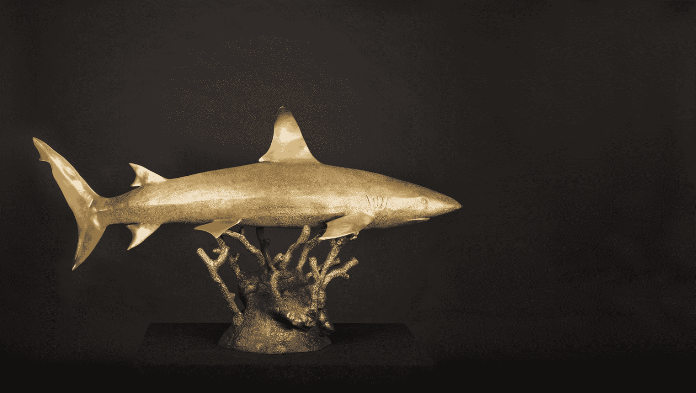 Sharks Gallery