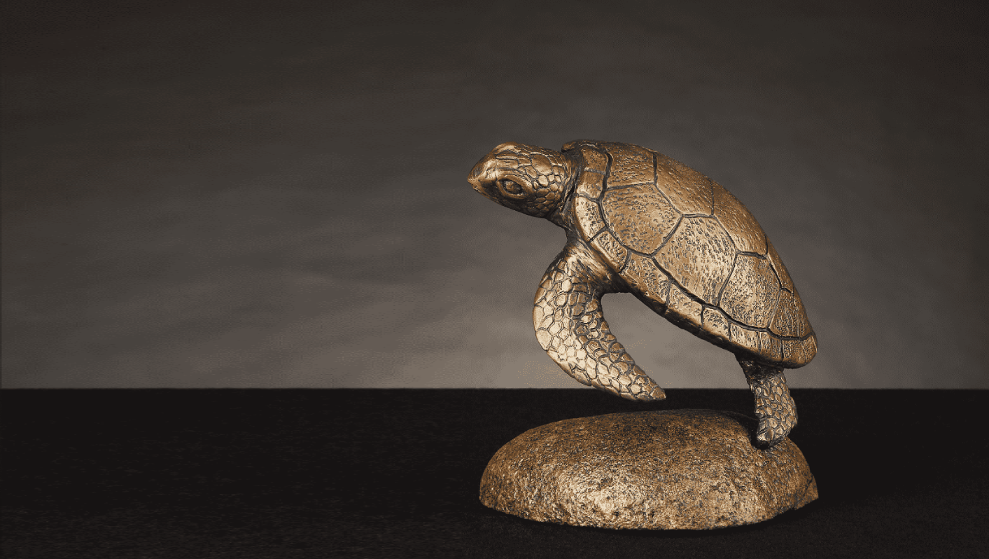 Turtles & Tortoises Gallery